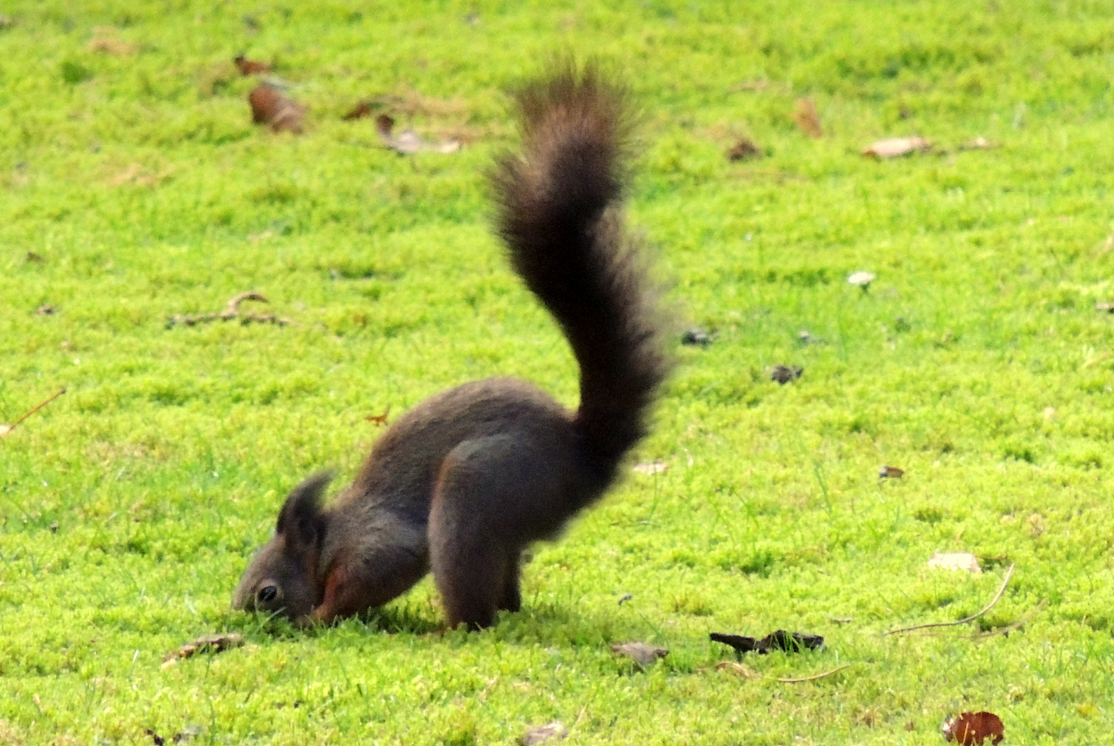 Wildlife Ruhrgebiet II :-)