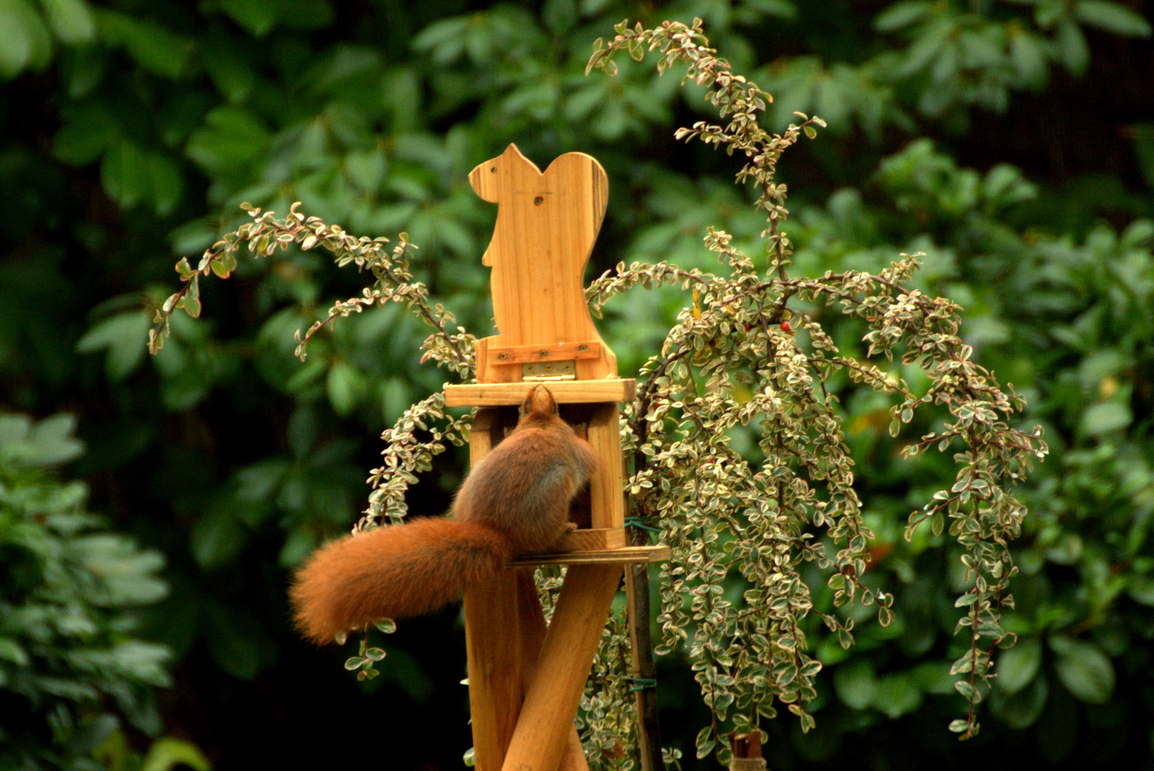 Wildlife Ruhrgebiet III ;o)