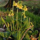 Wildlife-Schlüsselblume- Himmelschlüssel