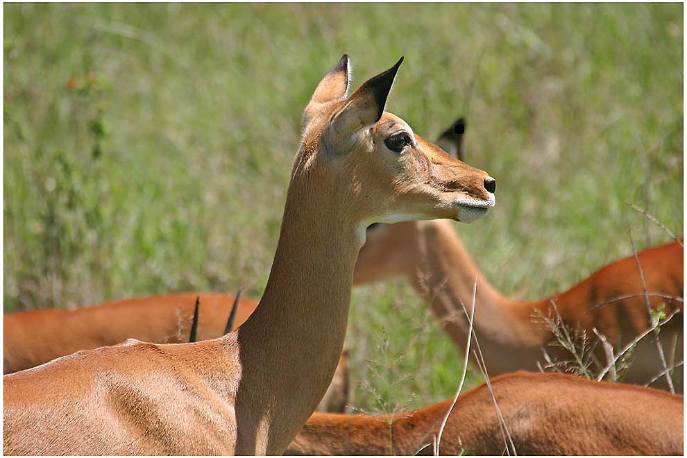 Wildlife - Serengeti 3