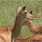 Wildlife - Serengeti 3