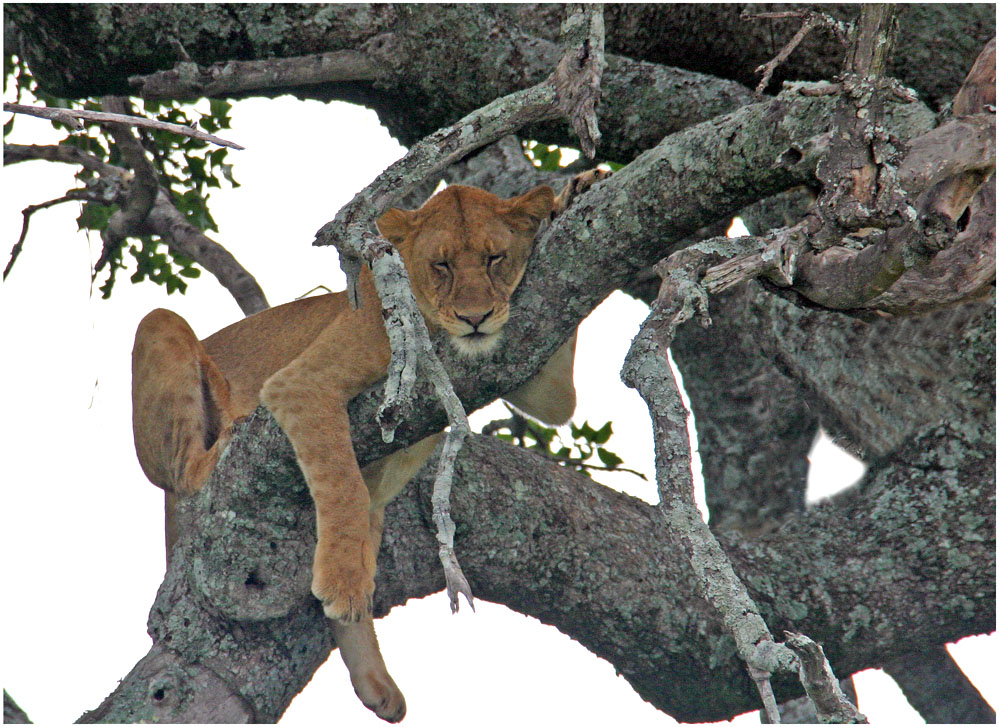 Wildlife - Serengeti 4