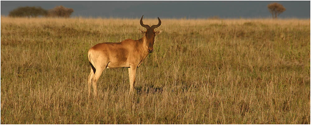 Wildlife - Serengeti 5