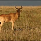 Wildlife - Serengeti 5