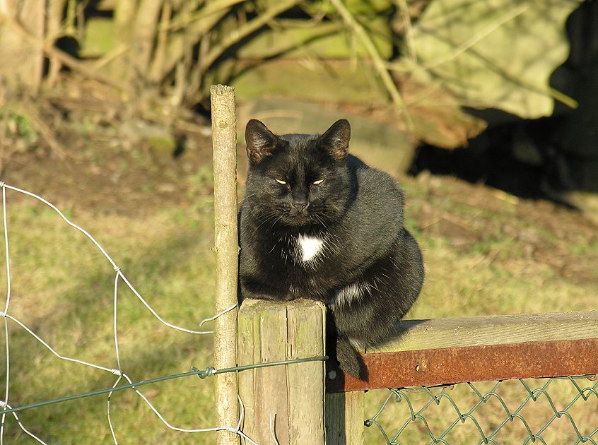 wildlife - sie "bewacht" einen Hühnerstall...