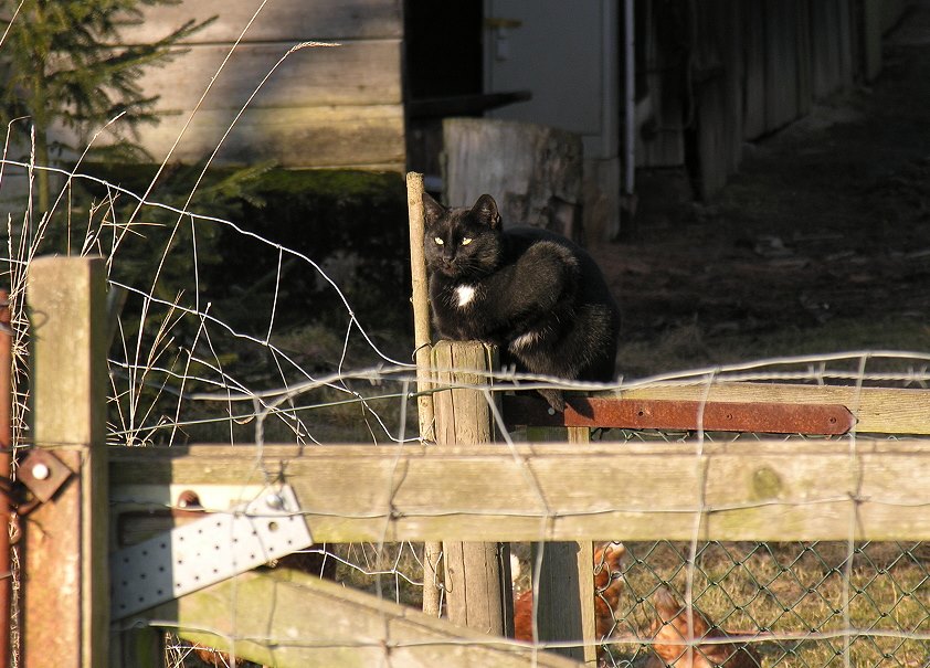 wildlife - sie "bewacht" einen Hühnerstall - der Beweis