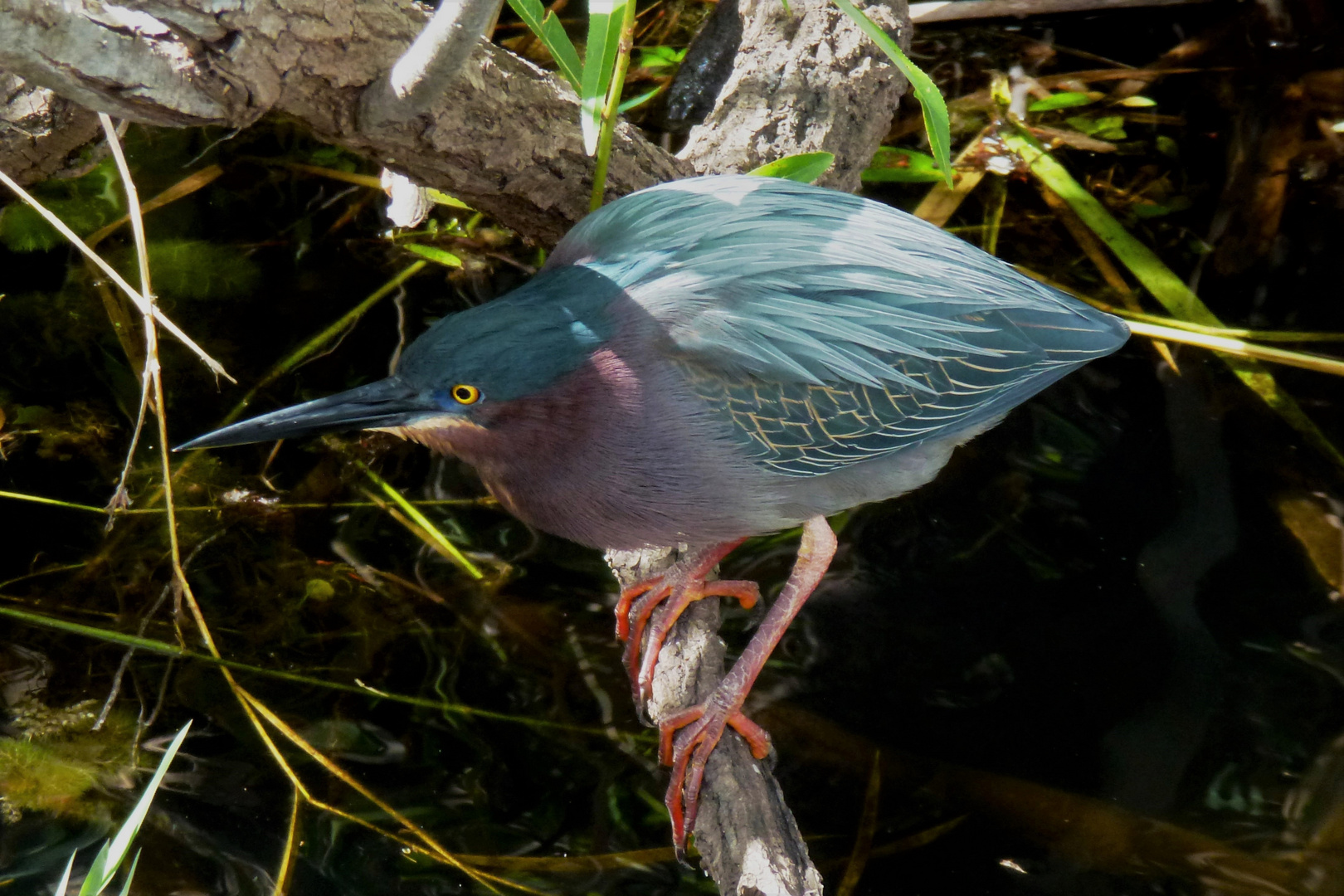 Wildlife, solitär: Green Heron (Bunter Grünreiher). Everglades NP