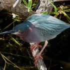 Wildlife, solitär: Green Heron (Bunter Grünreiher). Everglades NP