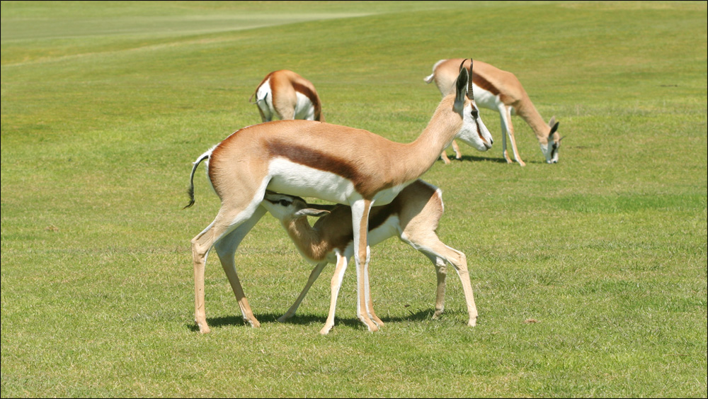 Wildlife South Africa