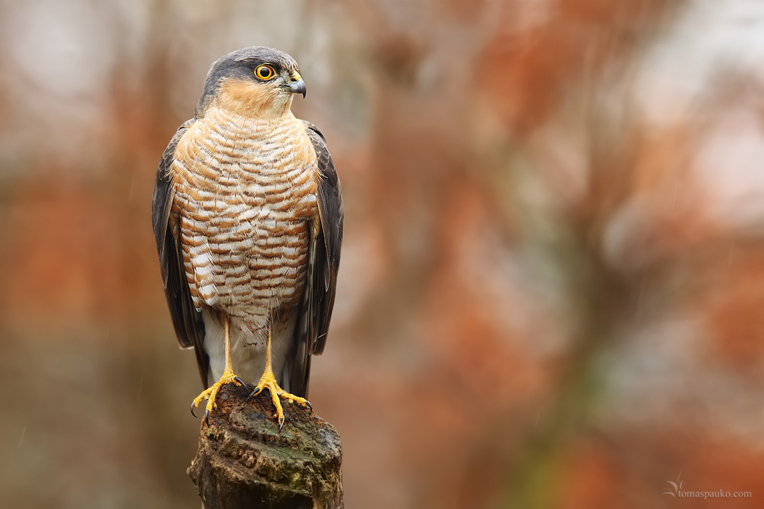 Wildlife Sparrowhawk