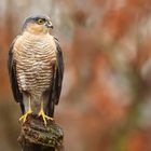 Wildlife Sparrowhawk