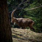 wildlife - steinbock