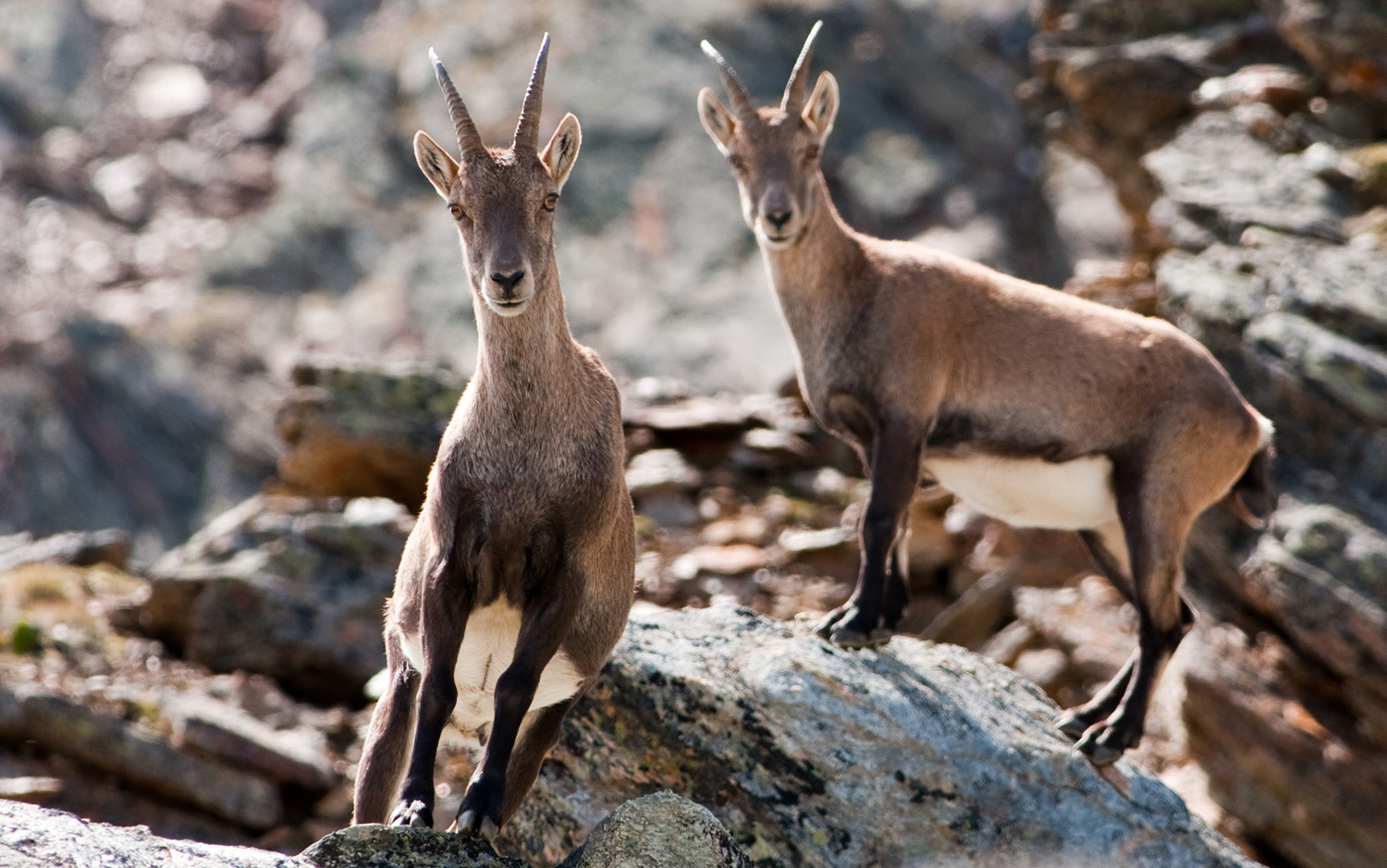 Wildlife Stubai Austria