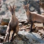 Wildlife Stubai Austria