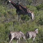 Wildlife Südafrika