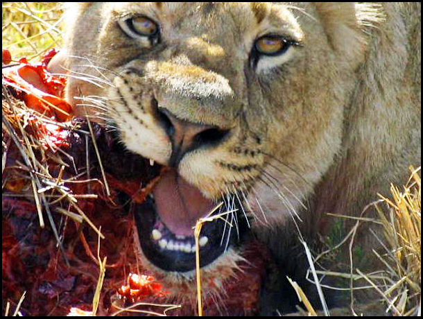 Wildlife Südafrika