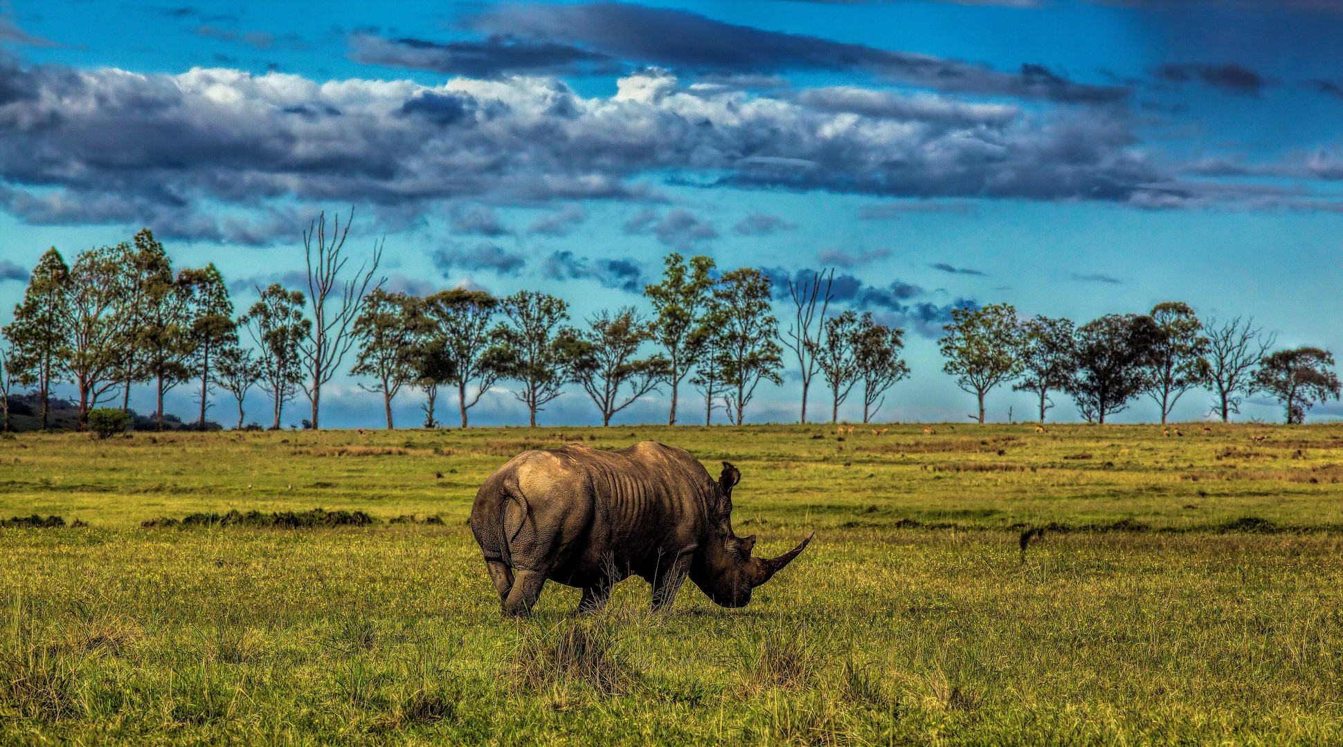 Wildlife Südafrika - "Nobby" das einsame Nashorn .....