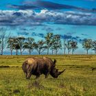 Wildlife Südafrika - "Nobby" das einsame Nashorn .....