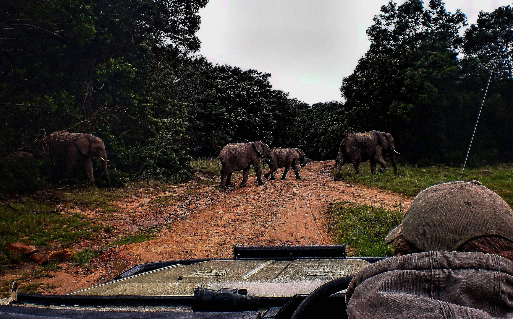 Wildlife Südafrika - Safari mit Ranger, die Elefanten Karawane