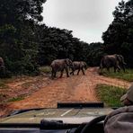 Wildlife Südafrika - Safari mit Ranger, die Elefanten Karawane