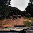 Wildlife Südafrika - Safari mit Ranger, die Elefanten Karawane