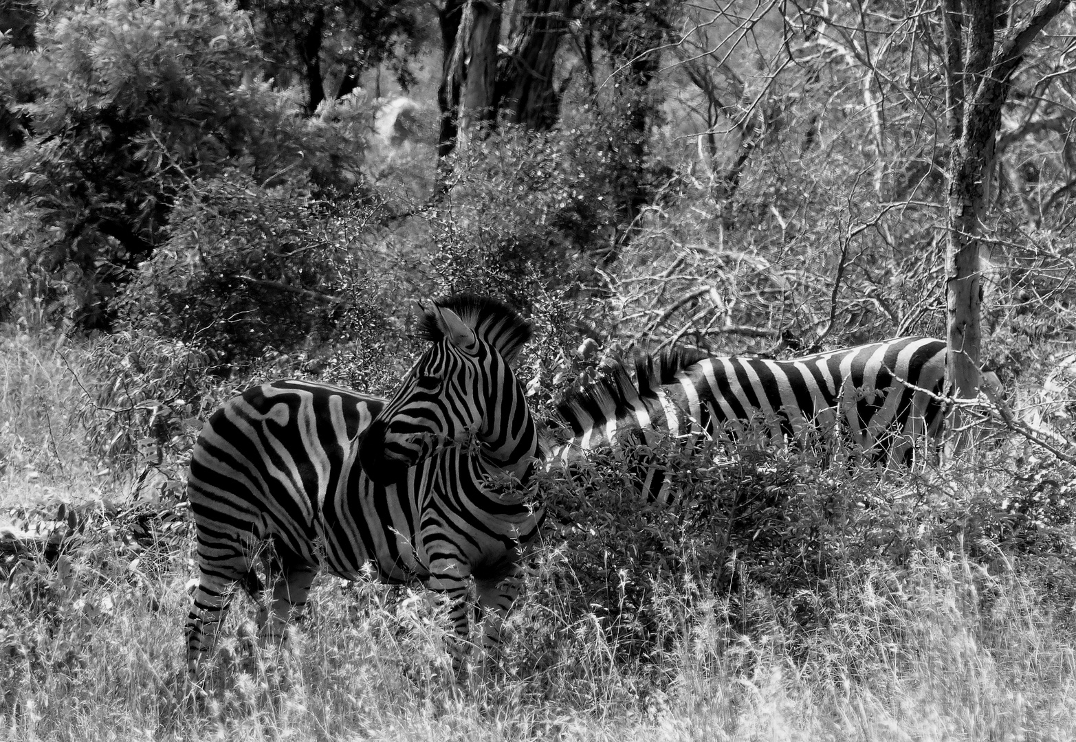 wildlife: sw. Kruger National Park. Südafrika März 2018