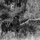 wildlife: sw. Kruger National Park. Südafrika März 2018