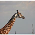 Wildlife - Tanzania - Lake Manyara