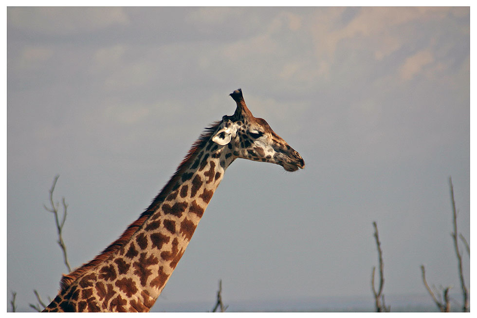 Wildlife - Tanzania - Lake Manyara