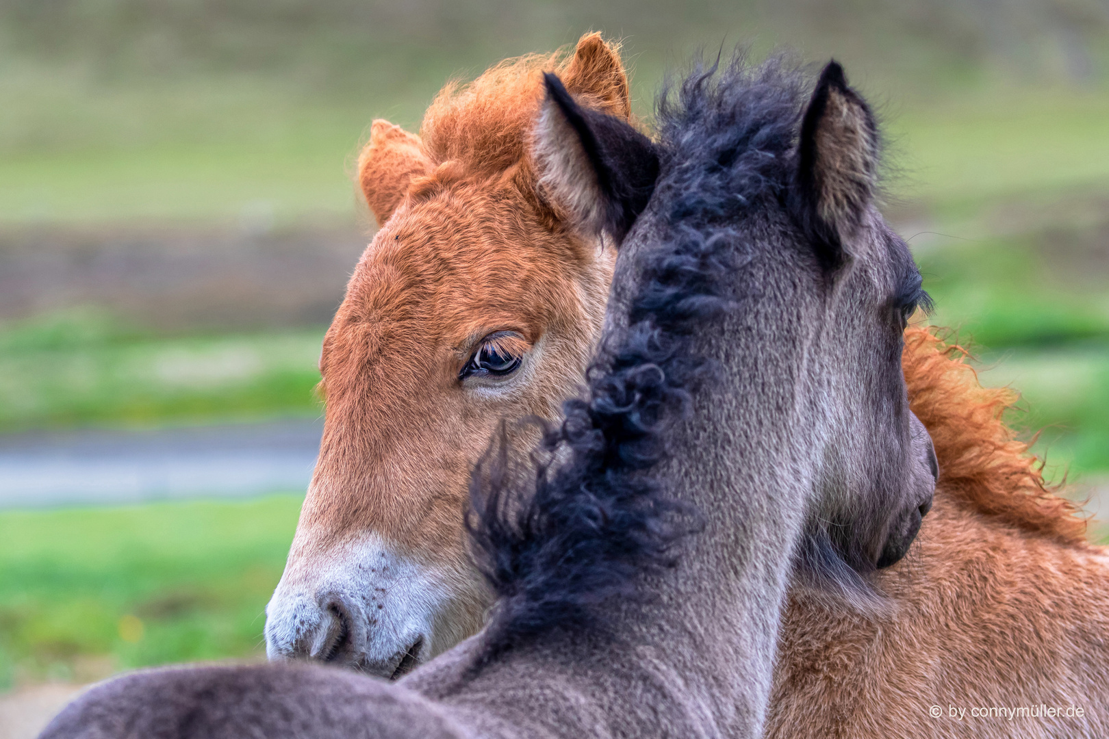 Wildlife Tenderness