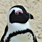 Wildlife: The African Penguin. Boulders, Table Mountain NP. SA 2018