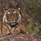 Wildlife Tiger