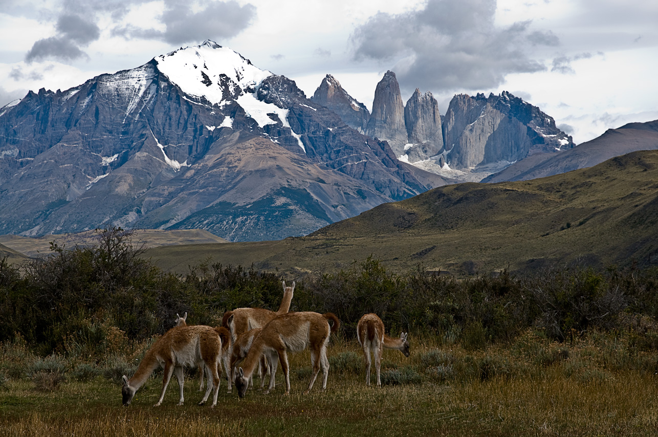 Wildlife / Torres del Paine NP - Chile