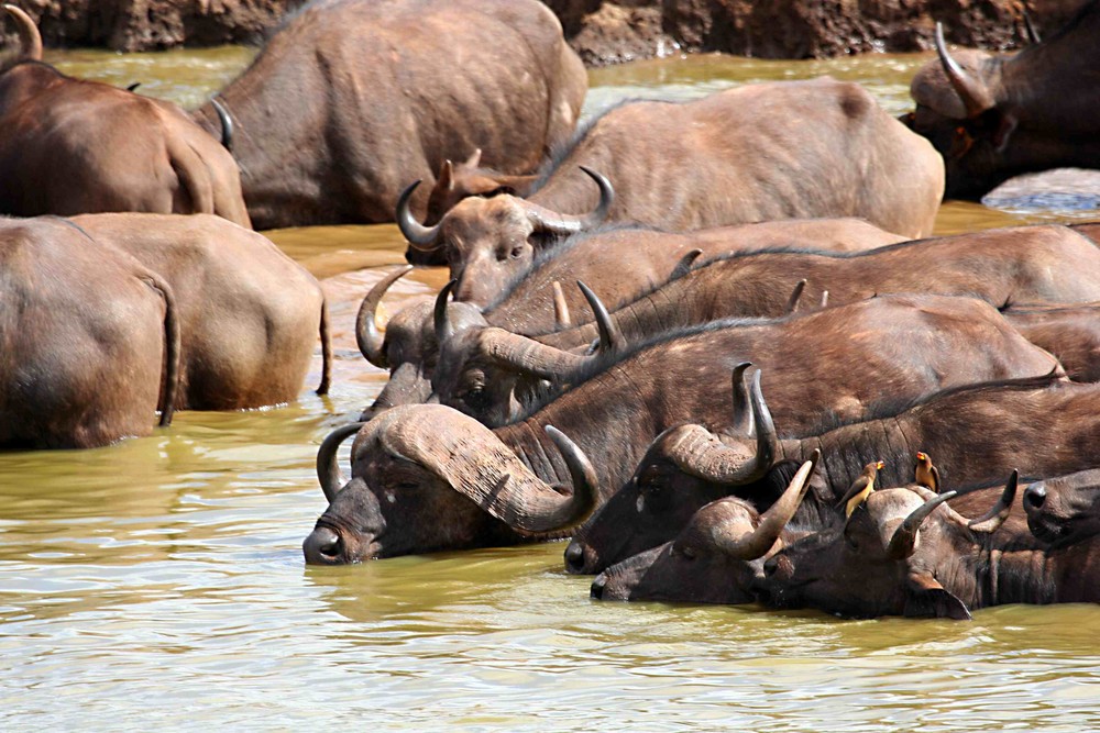 Wildlife Tsavo-Ost-2