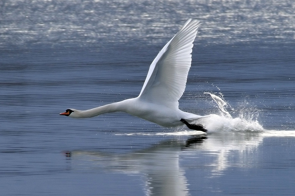 Wildlife vom Wochenende