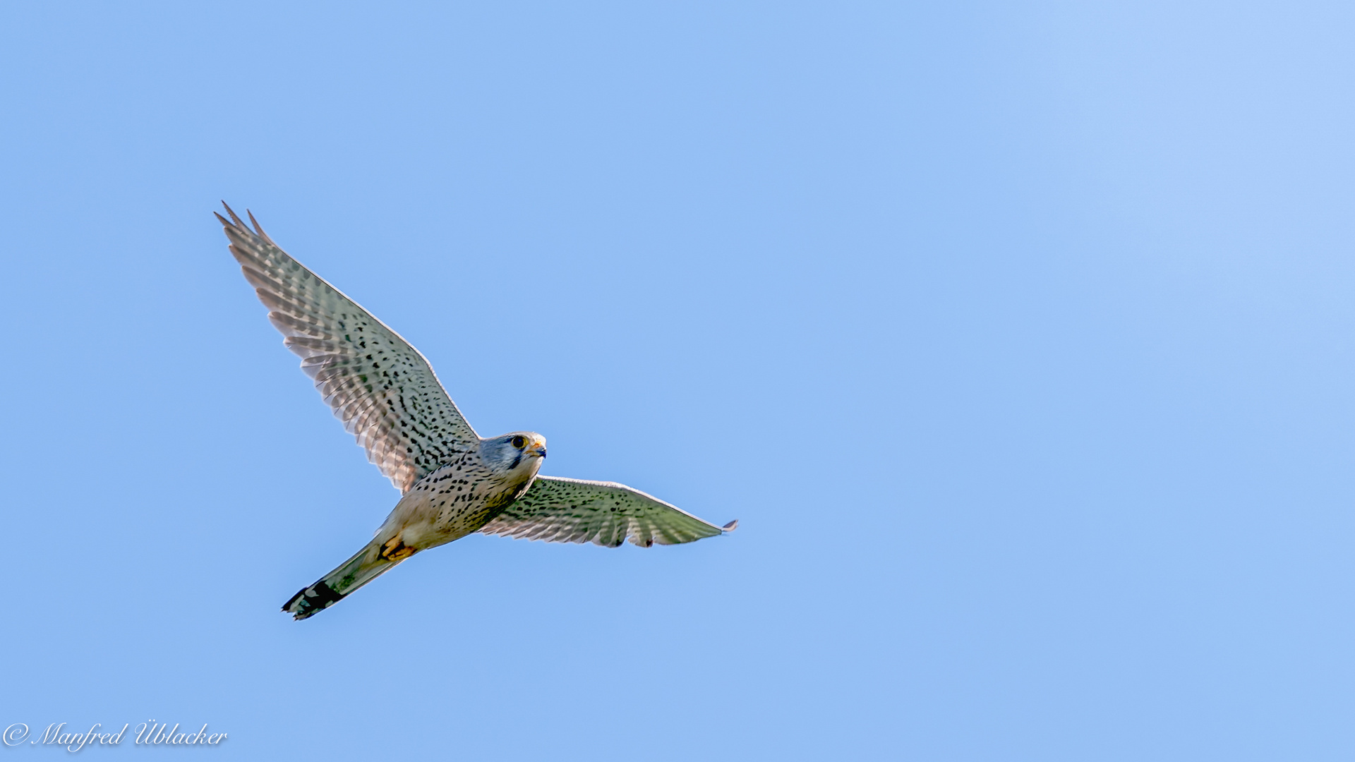 Wildlife von meiner Terrasse aus ...