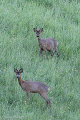 Wildlife von meiner Terrasse aus ...