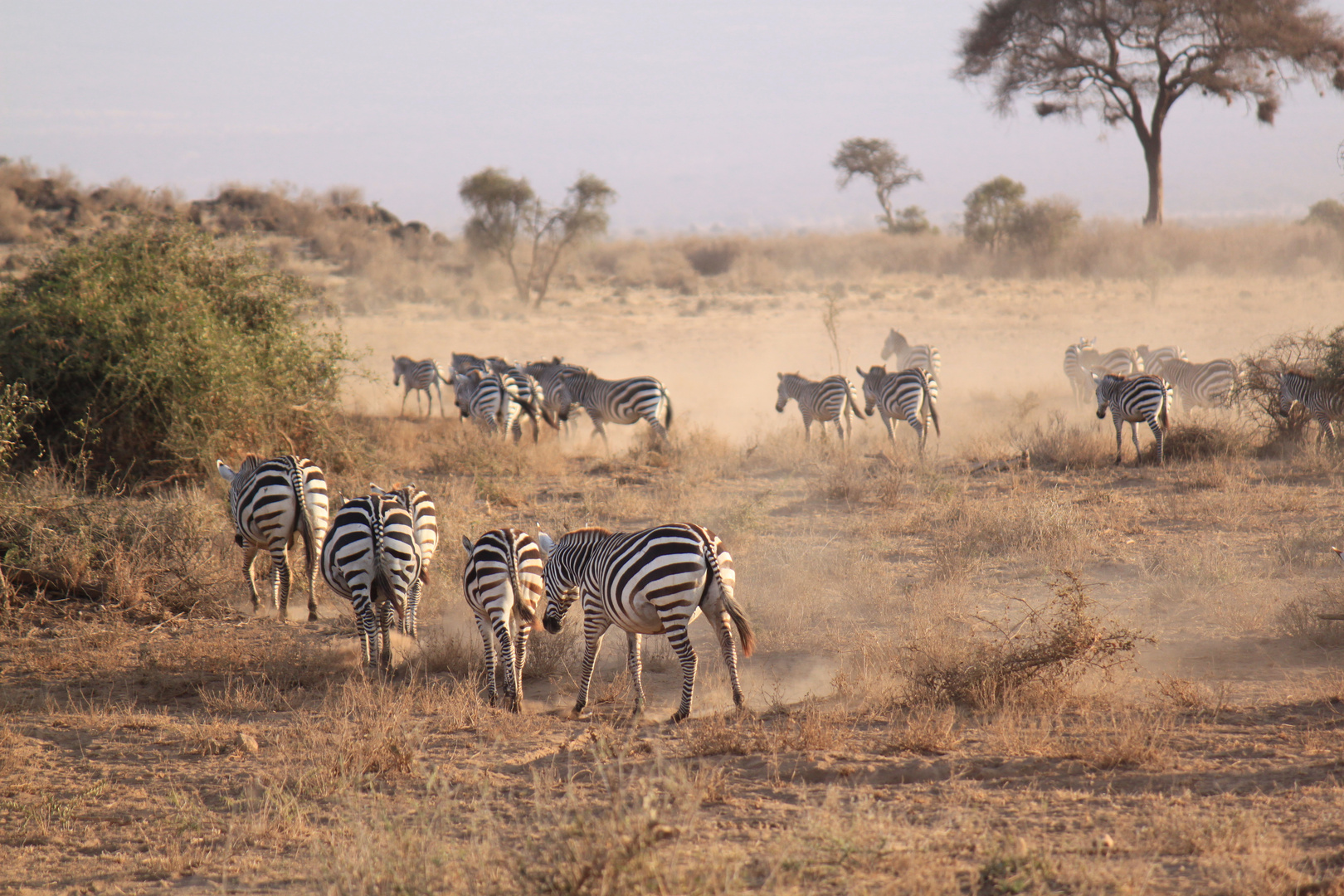 Wildlife vor dem Kilimandscharo im Amboseli Nationalpark, Kenia