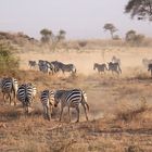 Wildlife vor dem Kilimandscharo im Amboseli Nationalpark, Kenia