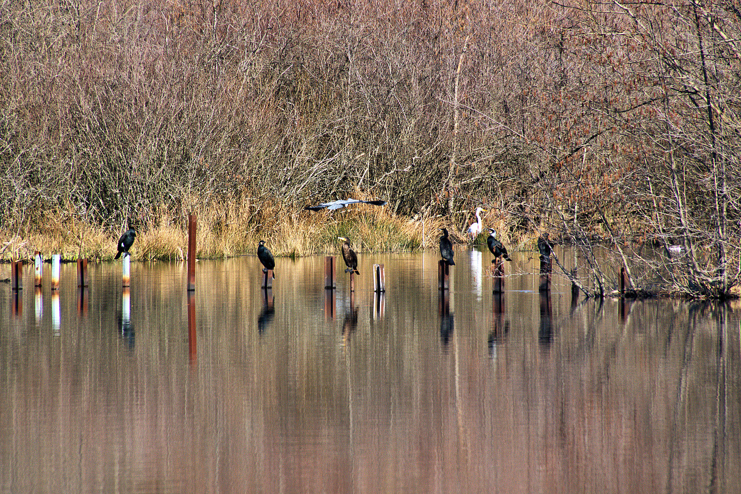 Wildlife Wahner Heide