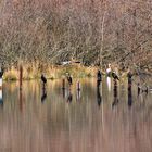 Wildlife Wahner Heide