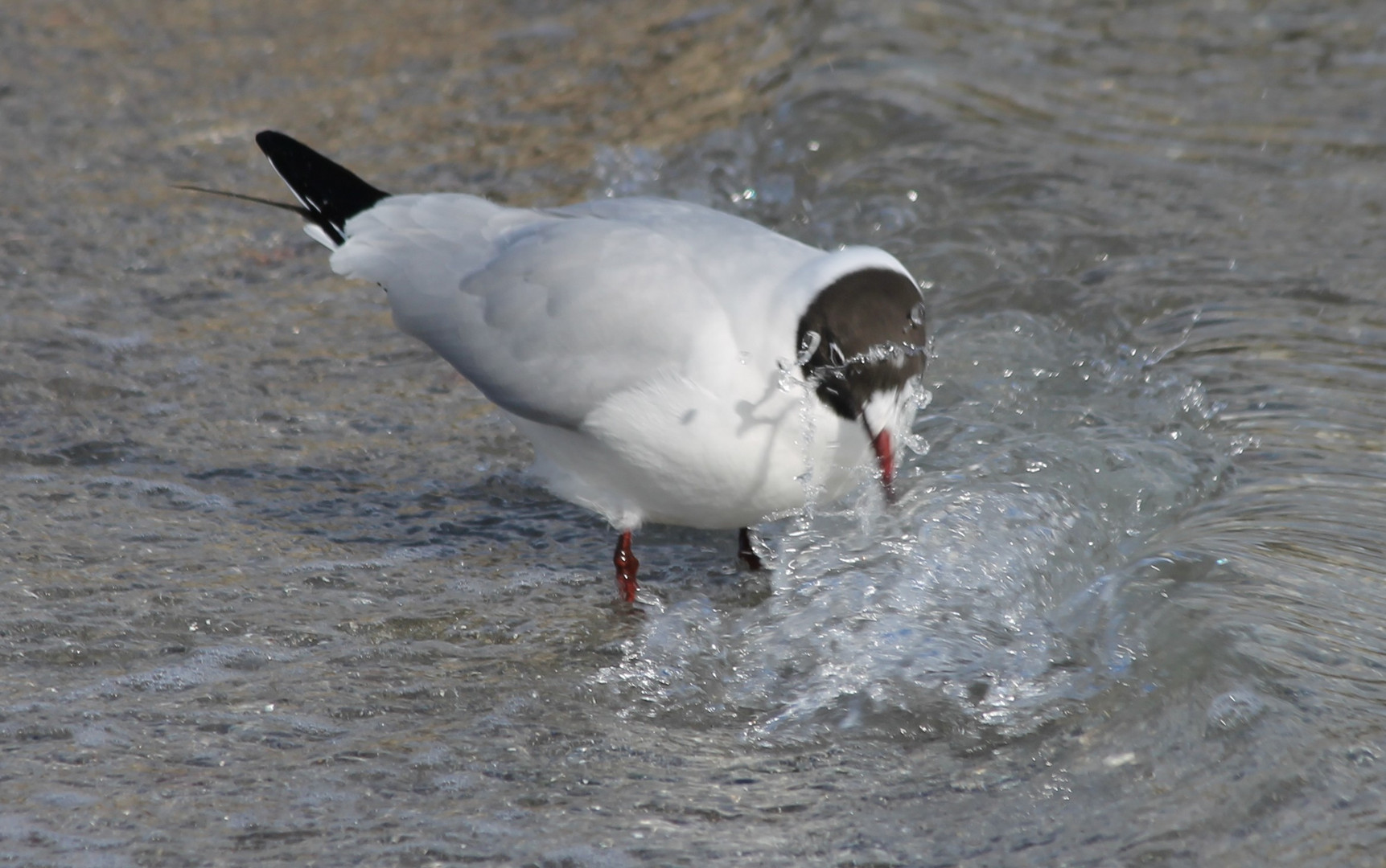 Wildlife Wasserspiele