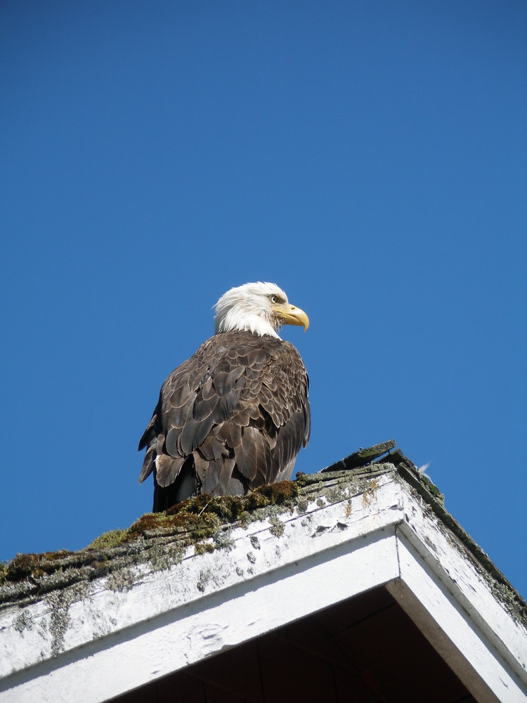 Wildlife Weißkopfseeadler