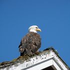 Wildlife Weißkopfseeadler