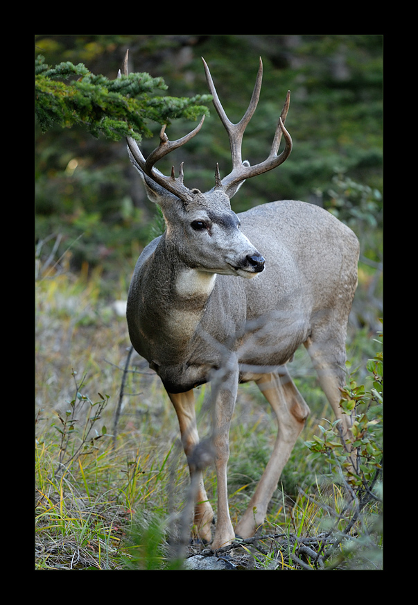 [ Wildlife: White-Tailed Deer in Banff ]