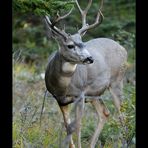 [ Wildlife: White-Tailed Deer in Banff ]