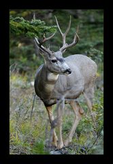 [ Wildlife: White-Tailed Deer in Banff ]