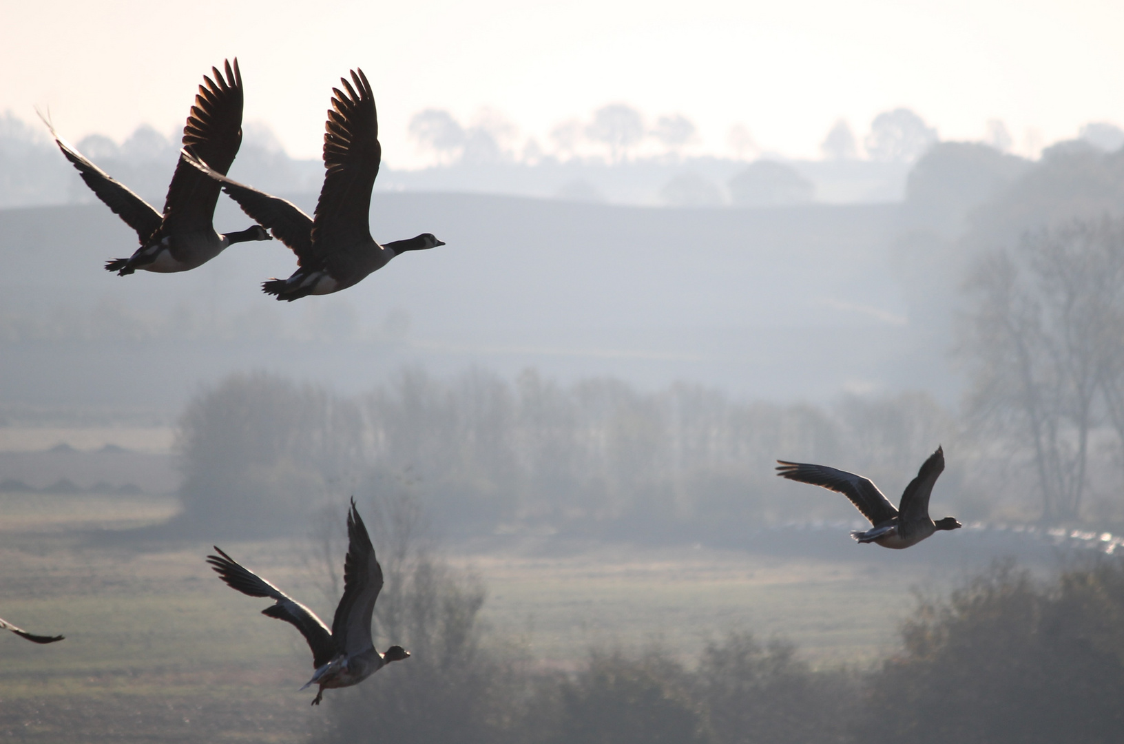 Wildlife Wildgänse