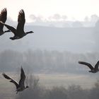 Wildlife Wildgänse