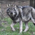 *** Wildlife Wolf ***